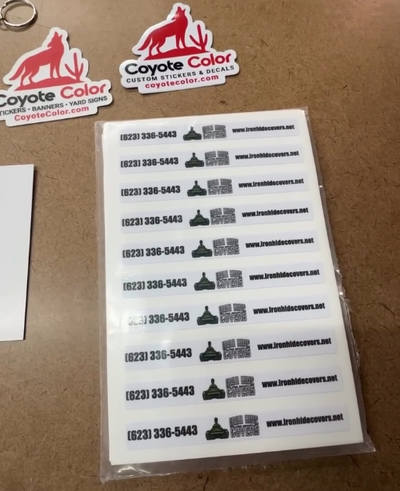 Coyote sighting